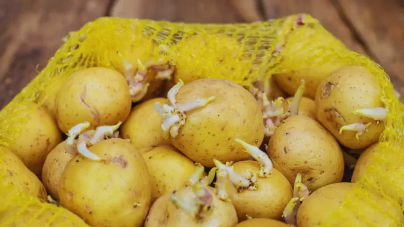 Comment conserver les pommes de terre sans les faire germer ?