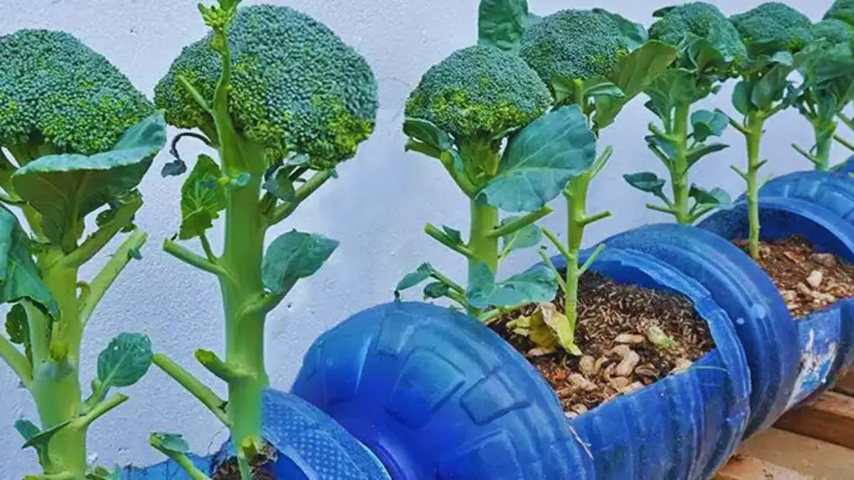 Découvrez Comment Cultiver du Brocoli Dans des Conteneurs avec Notre Guide Pratique