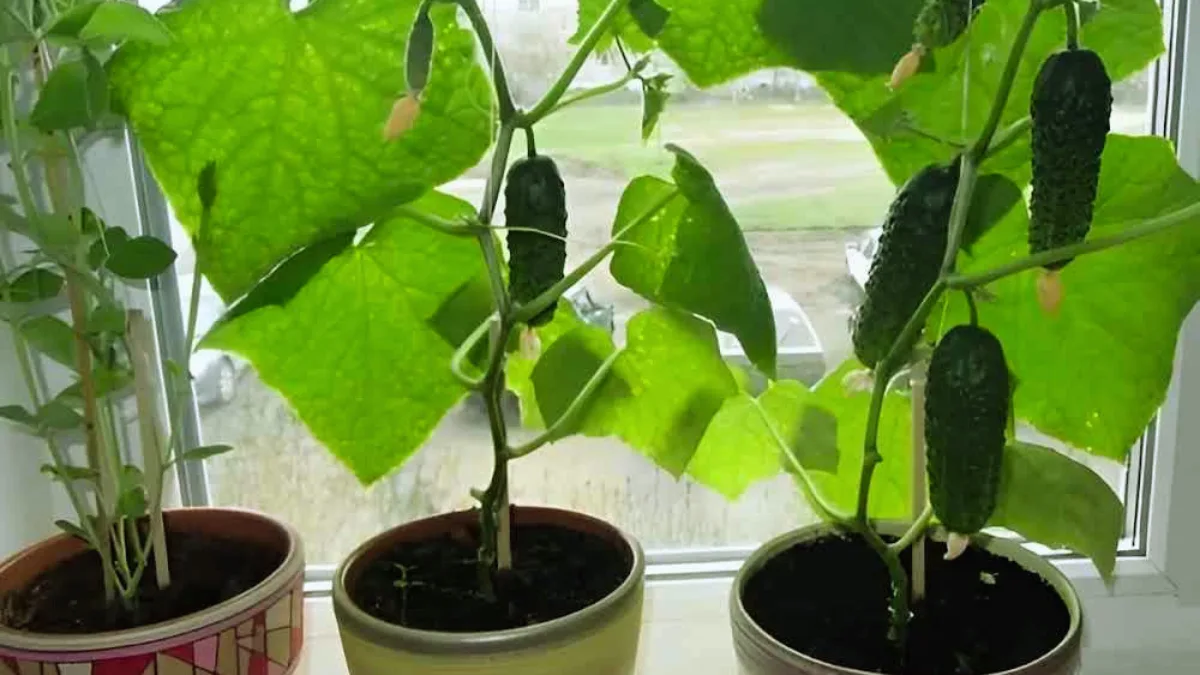 Cultiver Facilement des Concombres en Pot