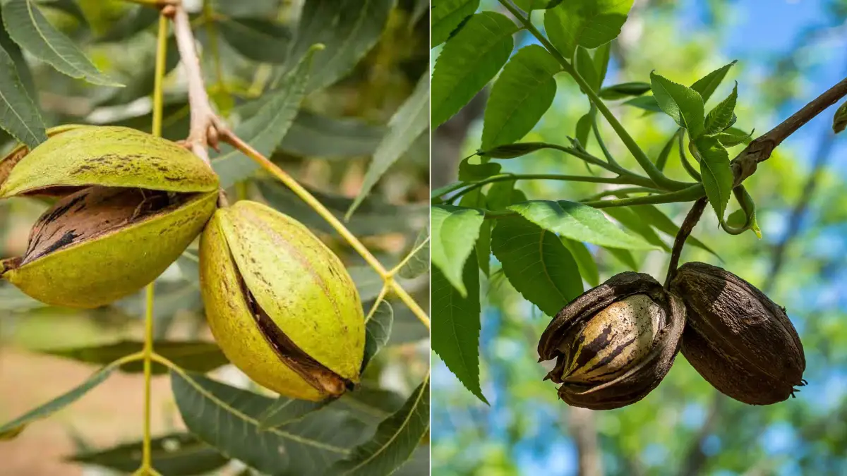 Cultivez Vos Propres Noix de Pécan à Partir de Graines