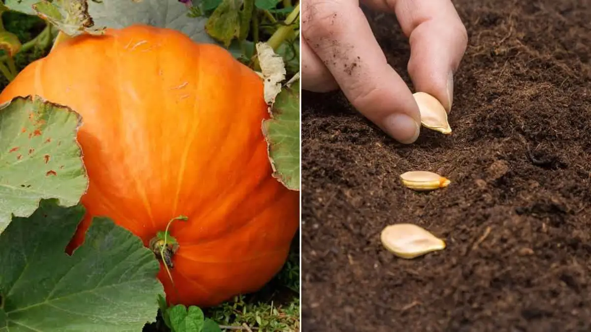 Récoltez des Citrouilles Exceptionnelles .Découvrez les 8 Erreurs à Éviter Pour une Récolte Abondante !