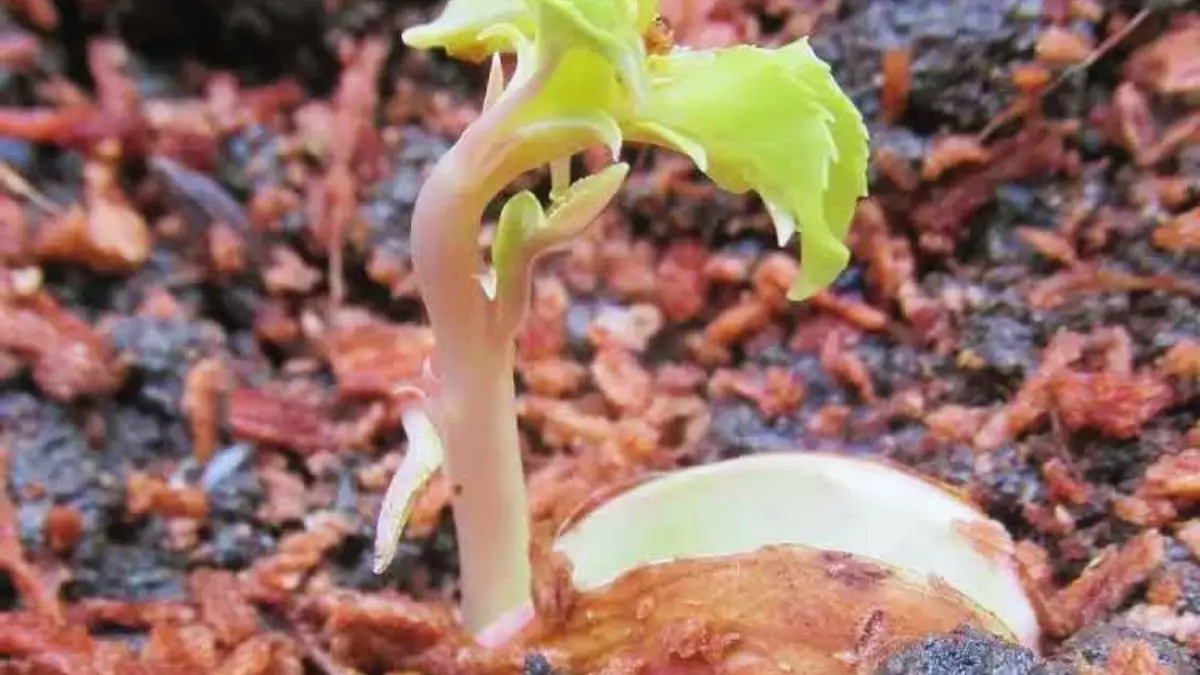 Cultivez Votre Propre Amandier à la Maison : Un Guide Pas à Pas