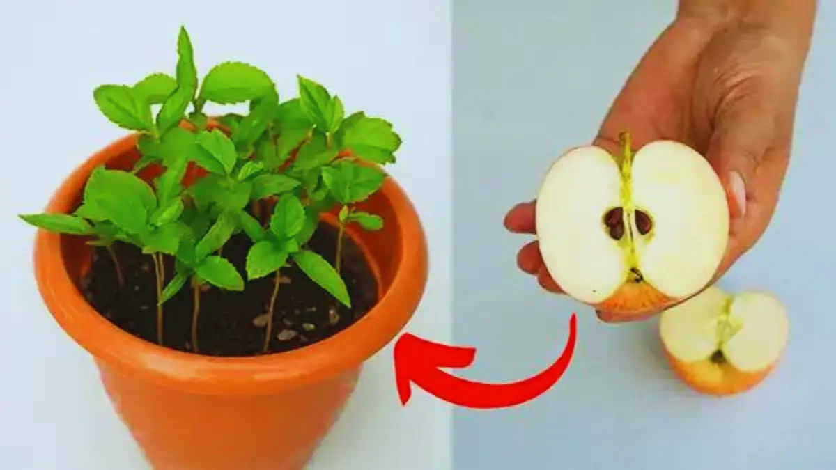 Découvrez Comment Faire Pousser des Plants de Pommier à Partir de Déchets !