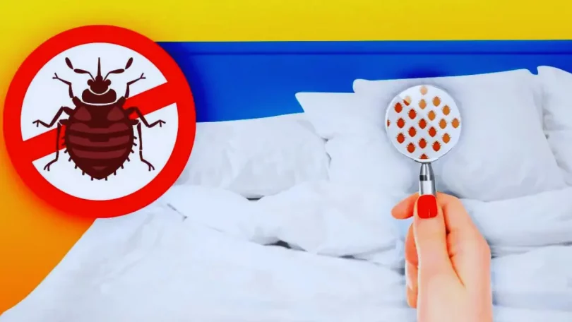 Comment reconnaître une infestation de punaises de lit et comment les éliminer ?