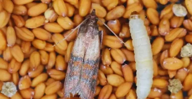 9 astuces pour fabriquer un piège à mites alimentaires fait maison