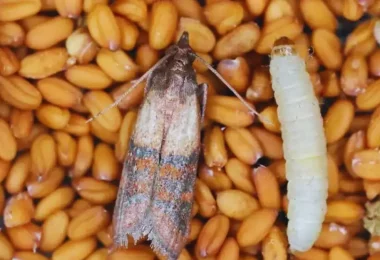 9 astuces pour fabriquer un piège à mites alimentaires fait maison