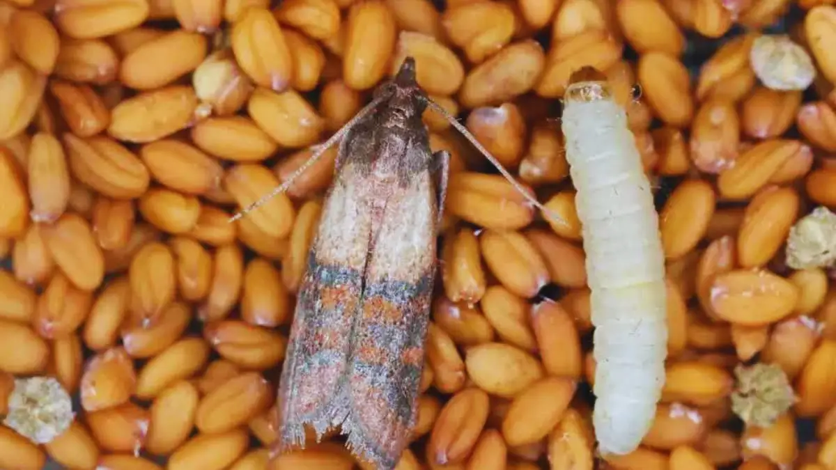 9 astuces pour fabriquer un piège à mites alimentaires fait maison