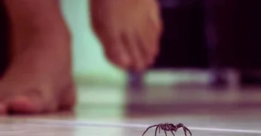 Pourquoi il ne faut pas écraser les araignées à la maison ?