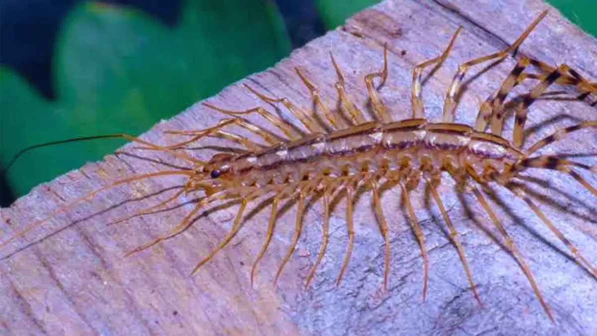 Pourquoi Vous Ne Devriez Jamais Tuer les Scolopendres Domestiques