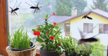10 répulsifs naturels pour éloigner les moustiques de la maison