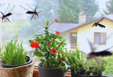 10 répulsifs naturels pour éloigner les moustiques de la maison