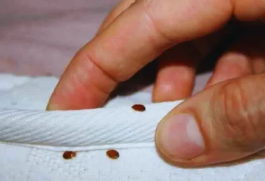 Voici comment se débarrasser des punaises de lit