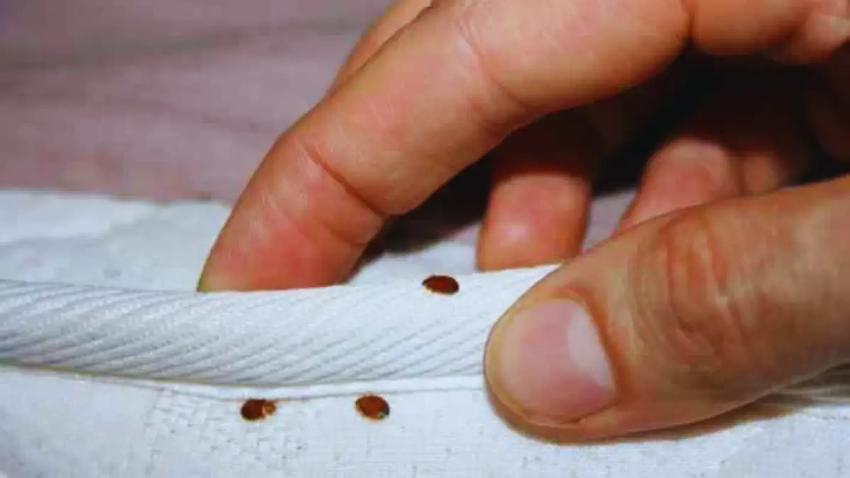 Voici comment se débarrasser des punaises de lit