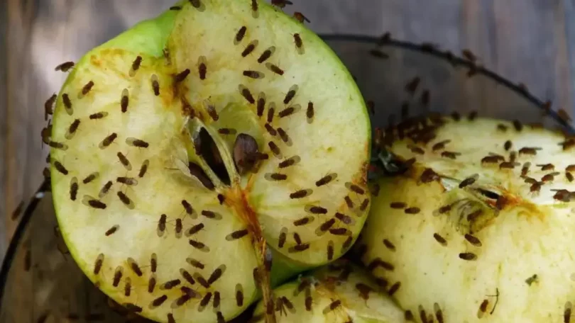 4 astuces pour se débarrasser des mouches à fruits