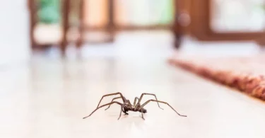 4 astuces de grand-mère naturelles pour éloigner les araignées de la maison
