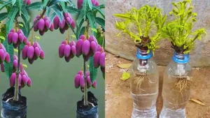 Découvrez comment cultiver des manguiers à partir de boutures dans l'eau