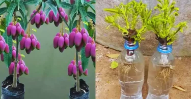 Découvrez comment cultiver des manguiers à partir de boutures dans l'eau