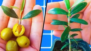 L’astuce pour faire pousser un olivier à partir d’un noyau d’olive