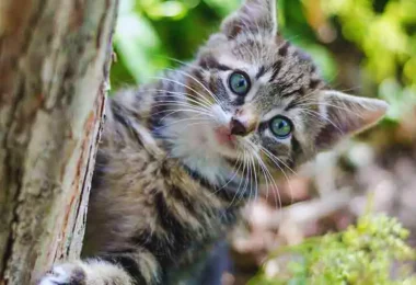 Comment empêcher les chats de faire leurs besoins dans votre jardin : 9 astuces simples