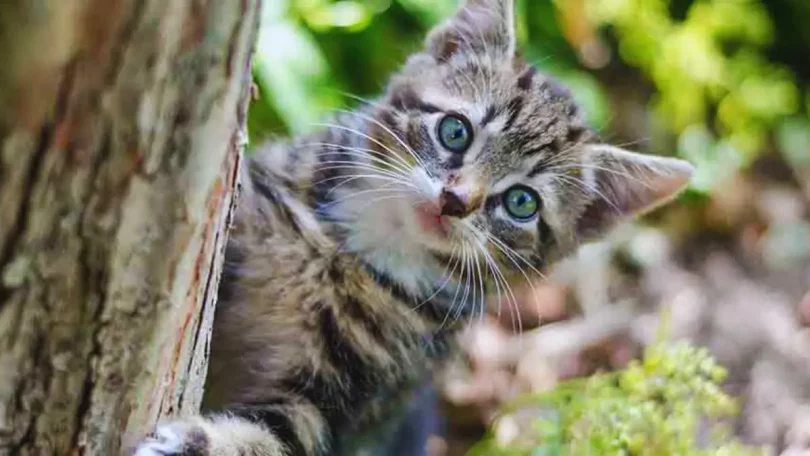 Comment empêcher les chats de faire leurs besoins dans votre jardin : 9 astuces simples