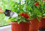 Libérer la Puissance du Bicarbonate de Soude dans Votre Jardin : 12 Astuces de Jardinage Révélées