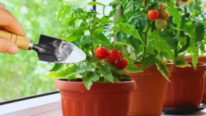 Libérer la Puissance du Bicarbonate de Soude dans Votre Jardin : 12 Astuces de Jardinage Révélées