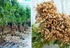 Cultiver des Arachides à la Maison dans des Contenants en Plastique Recyclé: Guide Complet