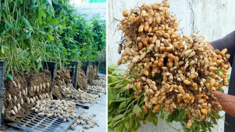 Cultiver des Arachides à la Maison dans des Contenants en Plastique Recyclé: Guide Complet