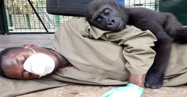 Un gorille orphelin secouru cherche le réconfort dans les bras d'un soignant