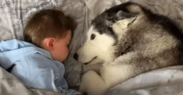 Un husky refuse de sortir de son lit, mais accepte de le partager avec un jeune enfant