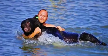 Un homme courageux risque sa vie pour sauver un ours de plus de 200 kg qui se noie