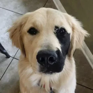 Découvrez l’histoire d’Enzo, le golden retriever unique : une leçon de singularité