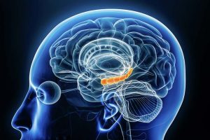 bienfaits-dormir-cote-gauche-cerveau-estomac
