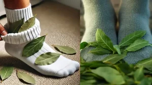 bienfaits surprenants d'une feuille de laurier dans vos chaussettes
